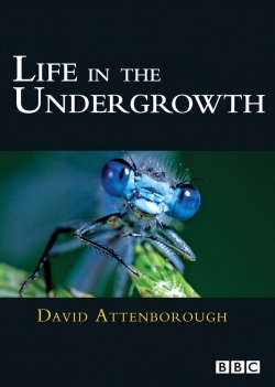 watch Life in the Undergrowth