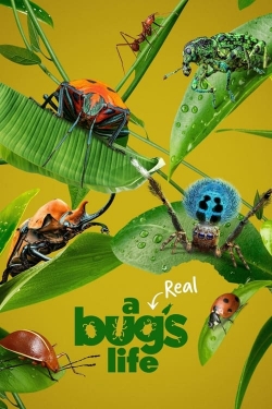 watch A Real Bug's Life